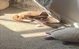 Devon Rex cats for sale: Beautiful GCCF Devon Rex girl  - Image 4