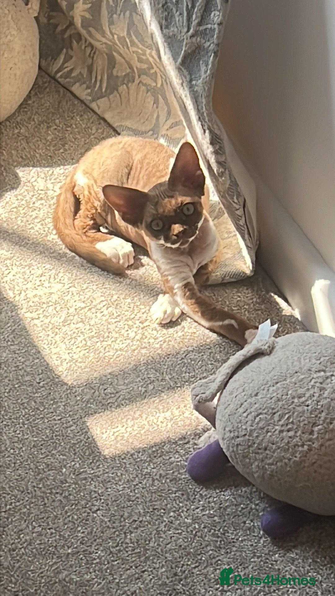 Devon Rex cats for sale: Beautiful GCCF Devon Rex girl  - Image 4