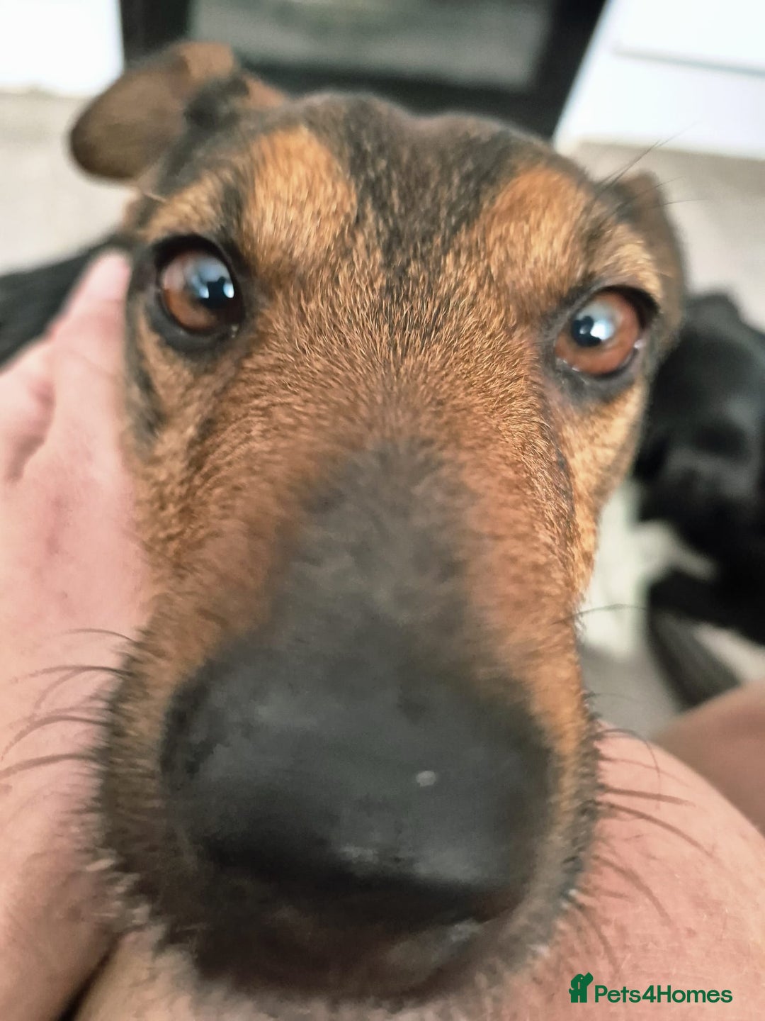 Mixed Breed dogs for adoption: 💙🐶 STAS 🐶💙 - Image 29
