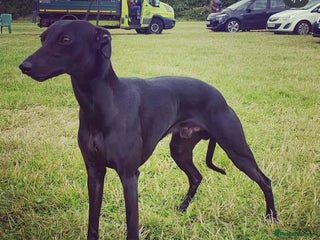 Whippet dogs in Southampton - Advert 6