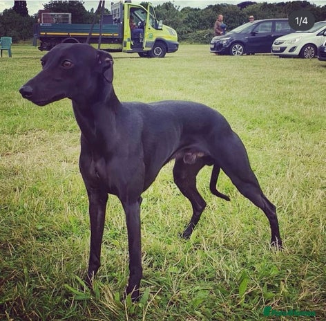 Whippet dogs in Southampton - Advert 1