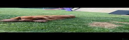 Miniature Dachshund dogs for sale: Long Haired Miniature Dachshund  - Advert 6