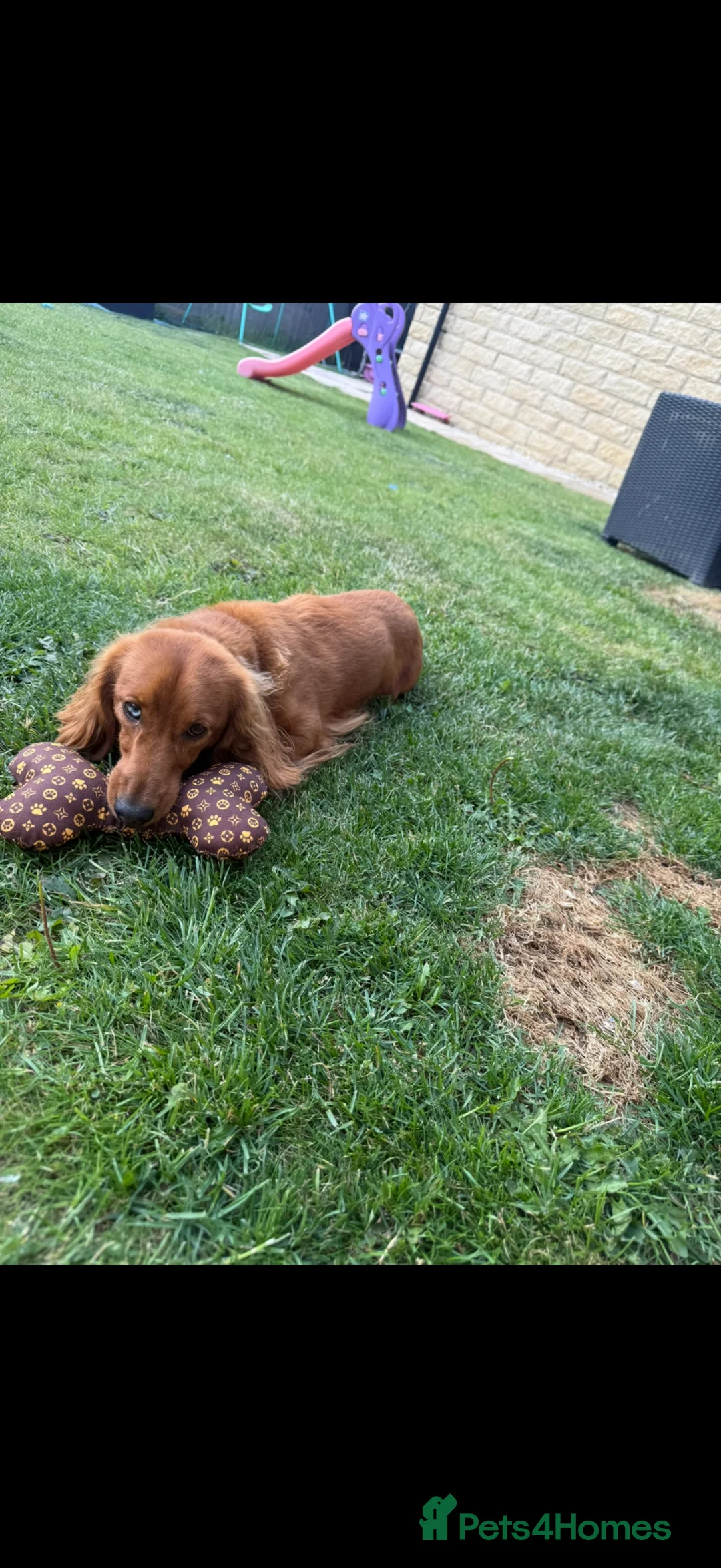 Miniature Dachshund dogs for sale: Long Haired Miniature Dachshund  - Advert 6