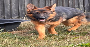German Shepherd dogs - Advert 8