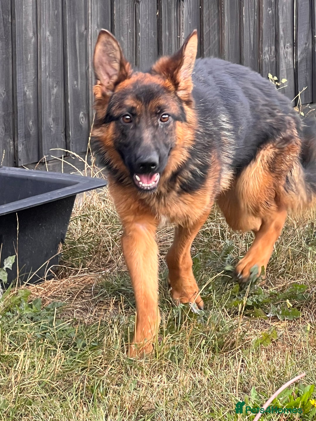 German Shepherd dogs for sale: Beautiful German shepherd female for sale - Image 3