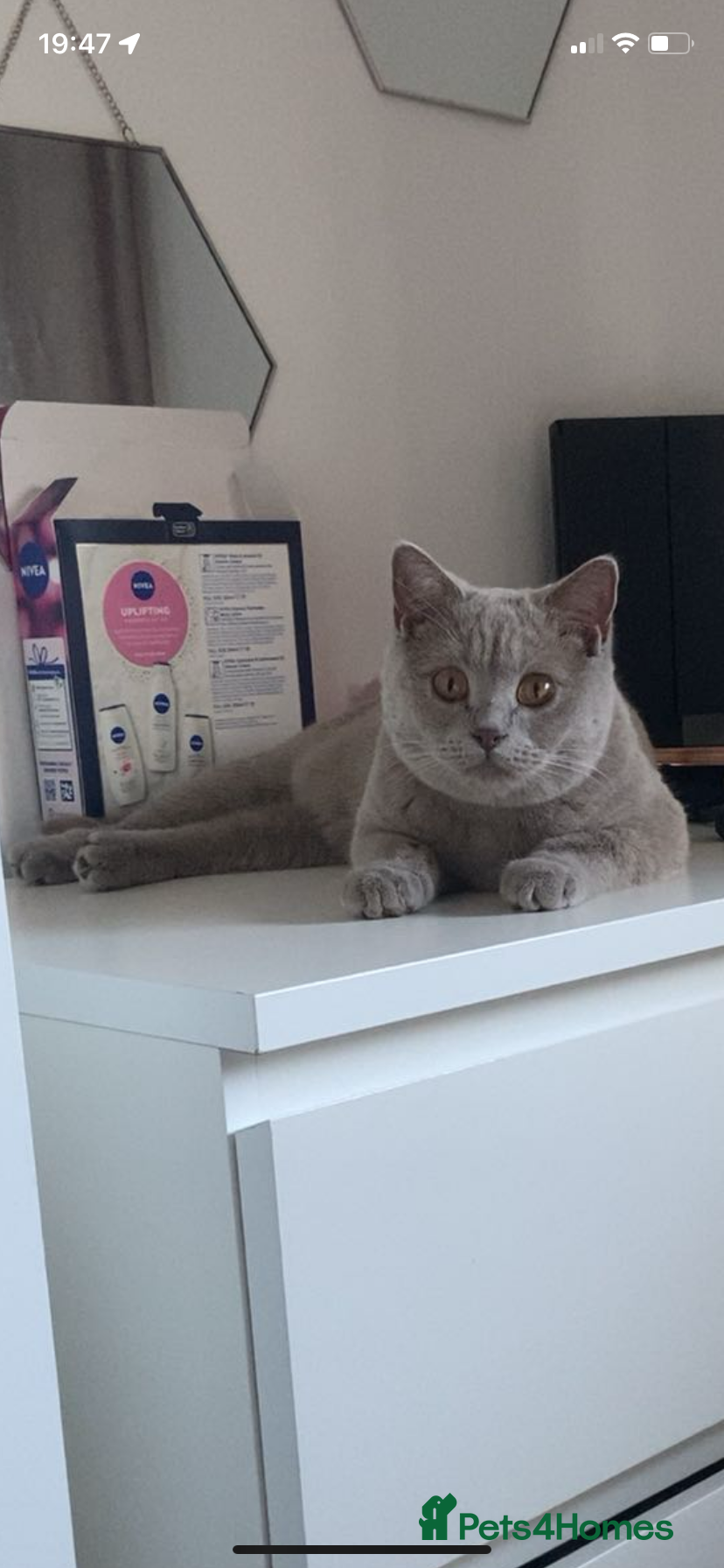 British Shorthair cats British short hair  - Advert 1