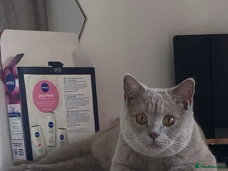 British Shorthair cats British short hair - Advert 1