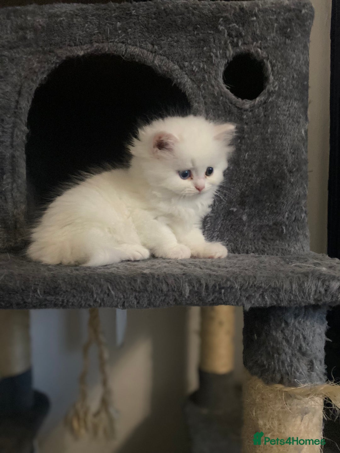 Persian cats for sale: white and orange cream doll face Persians - Image 14