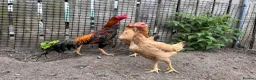 Chickens poultry for sale: Trio of shamo Stag & 2 Brazilian hens in Durham - Advert 2