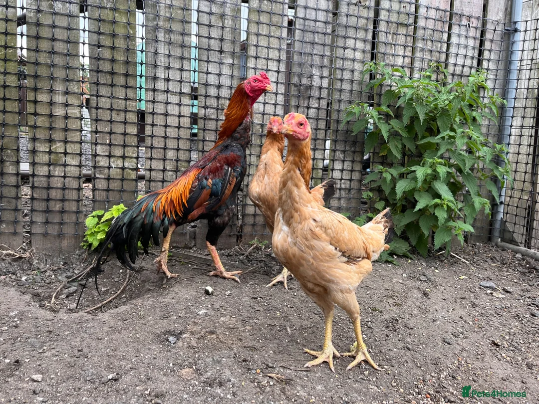 Chickens poultry for sale: Trio of shamo Stag & 2 Brazilian hens in Durham - Advert 2
