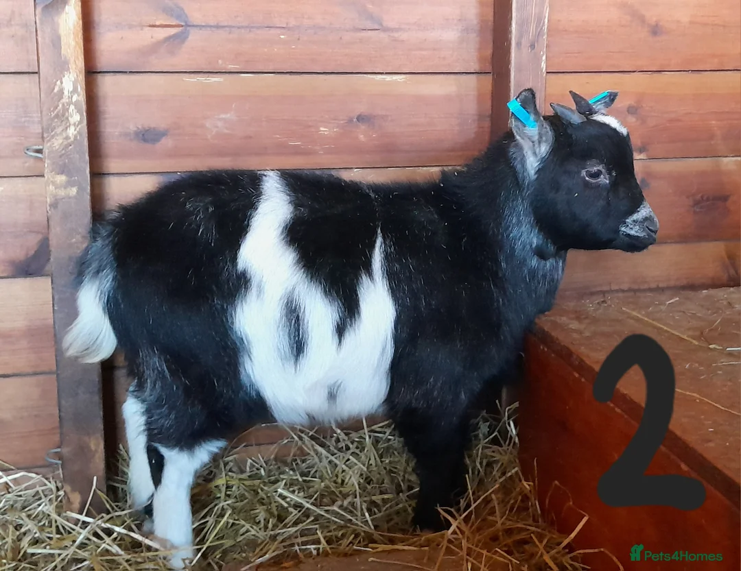 Goats livestock for sale: Pygmy goats - Advert 4