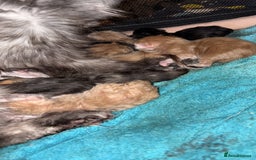 Maine Coon cats for sale: Beautiful mix mainecoon kittens  - Image 14
