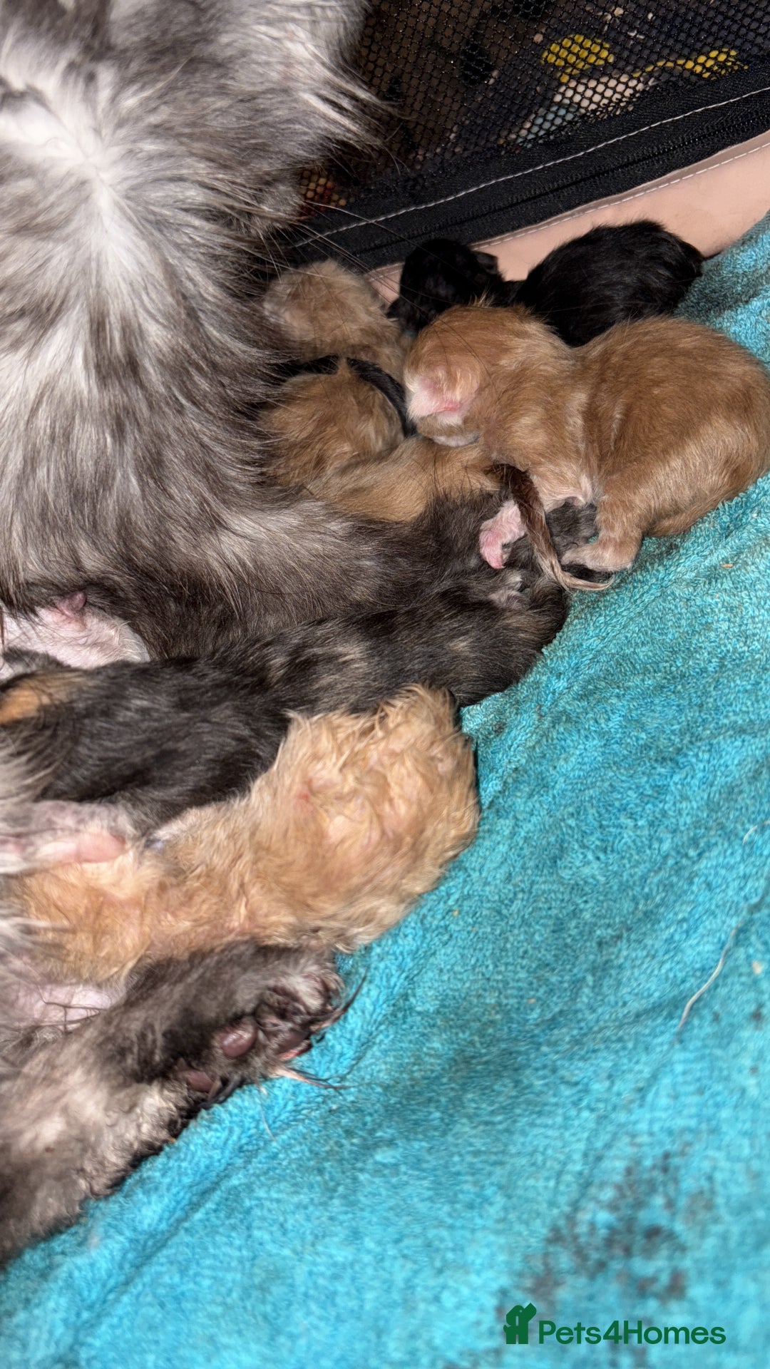 Maine Coon cats for sale: Beautiful mix mainecoon kittens  - Image 14