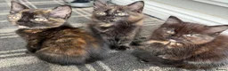 Mixed Breed cats for sale: 4 Beautiful kittens for sale - Advert 1