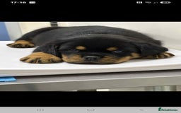 Rottweiler dogs for sale: Kc rottweiler puppies  - Image 15