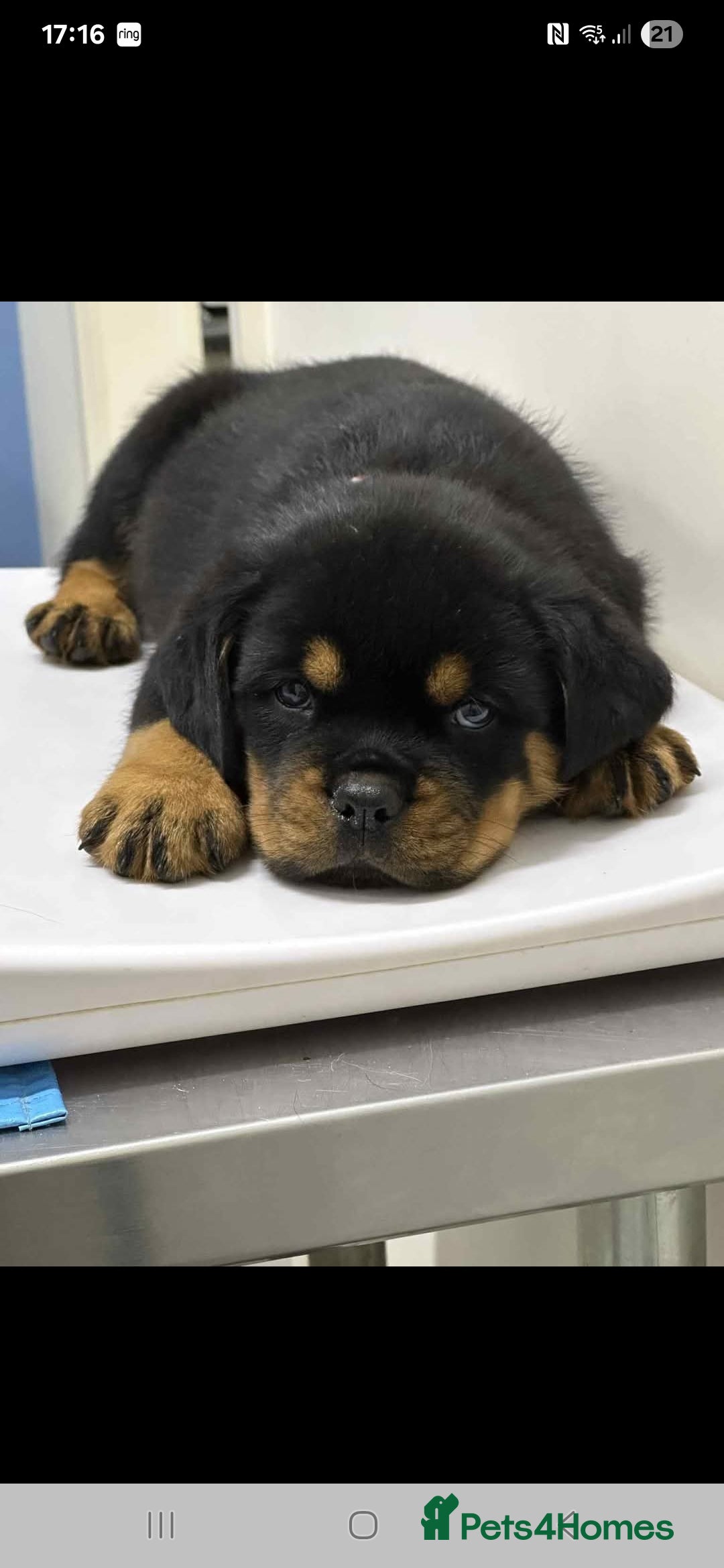 Rottweiler dogs for sale: Kc rottweiler puppies  - Image 15
