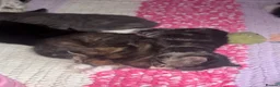 Mixed Breed cats for sale: 8 beautiful kittens  in Retford - Advert 12