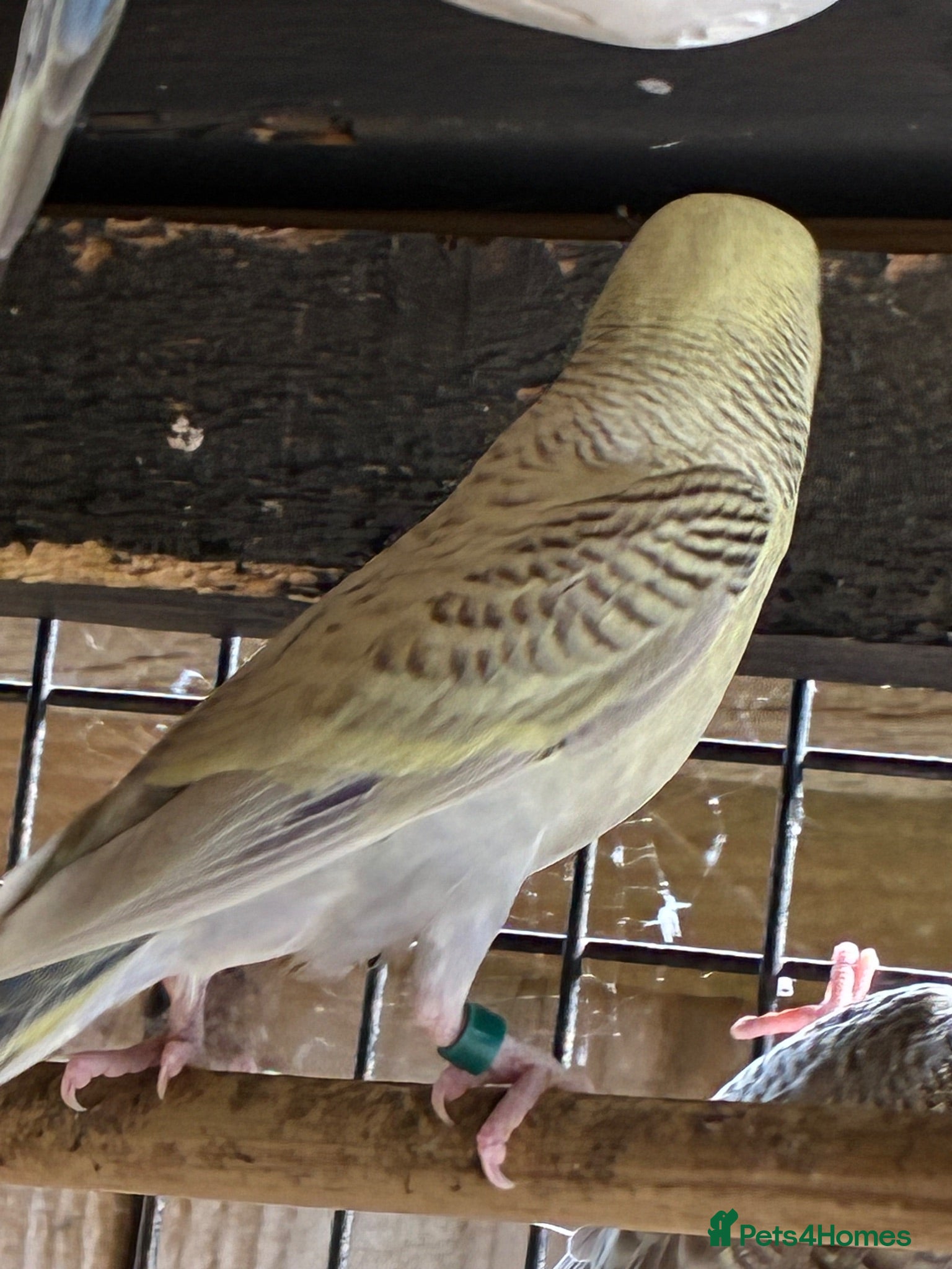 Budgerigars birds Aviary-bred Budgies’s  - Advert 1