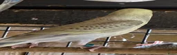 Budgerigars birds for sale: Aviary-bred Budgies’s  - Advert 6