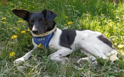 Mixed Breed dogs for adoption: ❤️JAVY- gentle angel,loving soul waiting so long❤️ - Image 7
