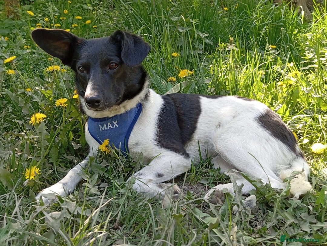 Mixed Breed dogs for adoption: ❤️JAVY- gentle angel,loving soul waiting so long❤️ - Image 7