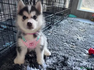 Pomsky dogs F2 Pomsky Puppies – Luna’s Pride Litter - Advert 3