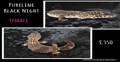 Leopard Gecko reptiles - Advert 2