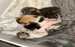 Bengal cats for sale: Bengal Calico kittens  - Image 6
