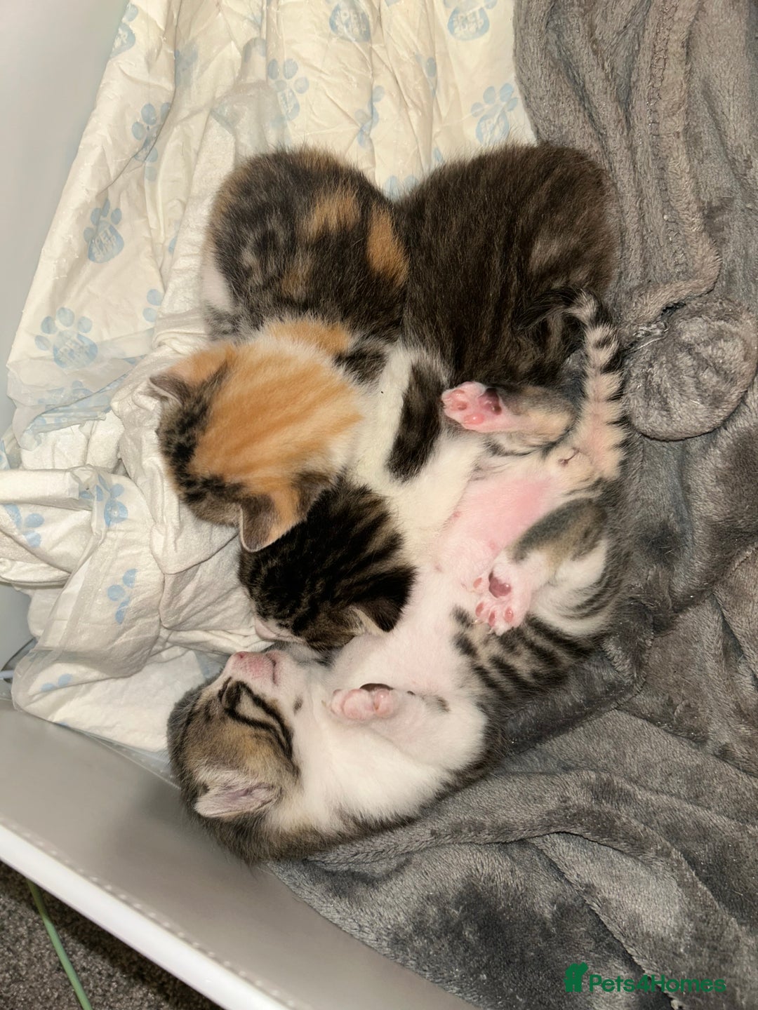 Bengal cats for sale: Bengal Calico kittens  - Image 6