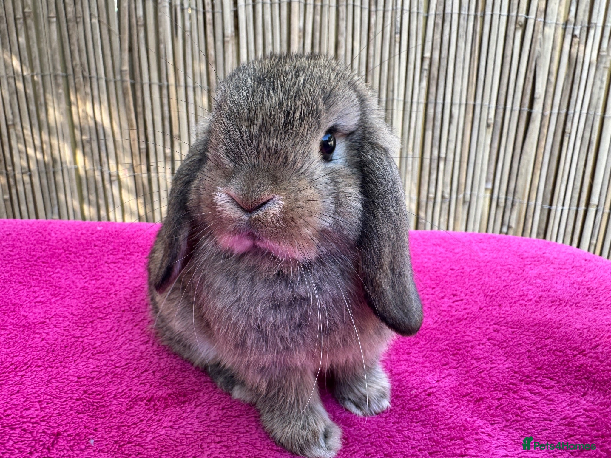 Mini Lop rabbits Really friendly pure mini lop girls - Advert 1