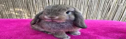 Mini Lop rabbits for sale: Really friendly pure mini lop girls - Advert 1