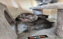 Scottish Fold cats for sale: Scottish-fold/straight ears kittens grey colour - Image 16