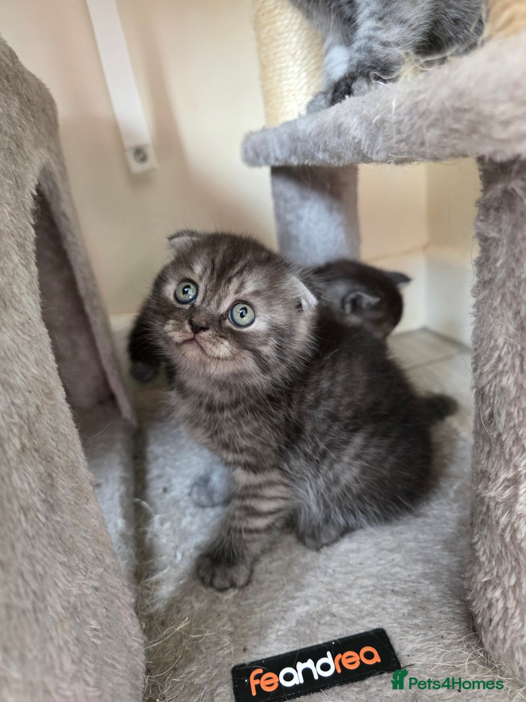 Scottish Fold cats for sale: Scottish-fold/straight ears kittens grey colour - Image 16