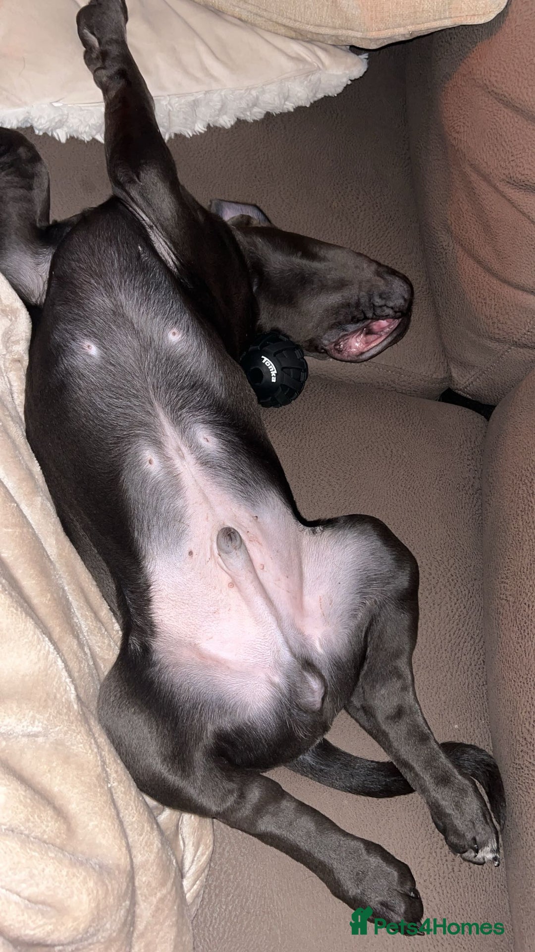 Cane Corso dogs for sale: Cane corso 11 week - Image 6