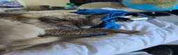 Ragdoll cats for sale: Male Ragdoll  - Advert 1