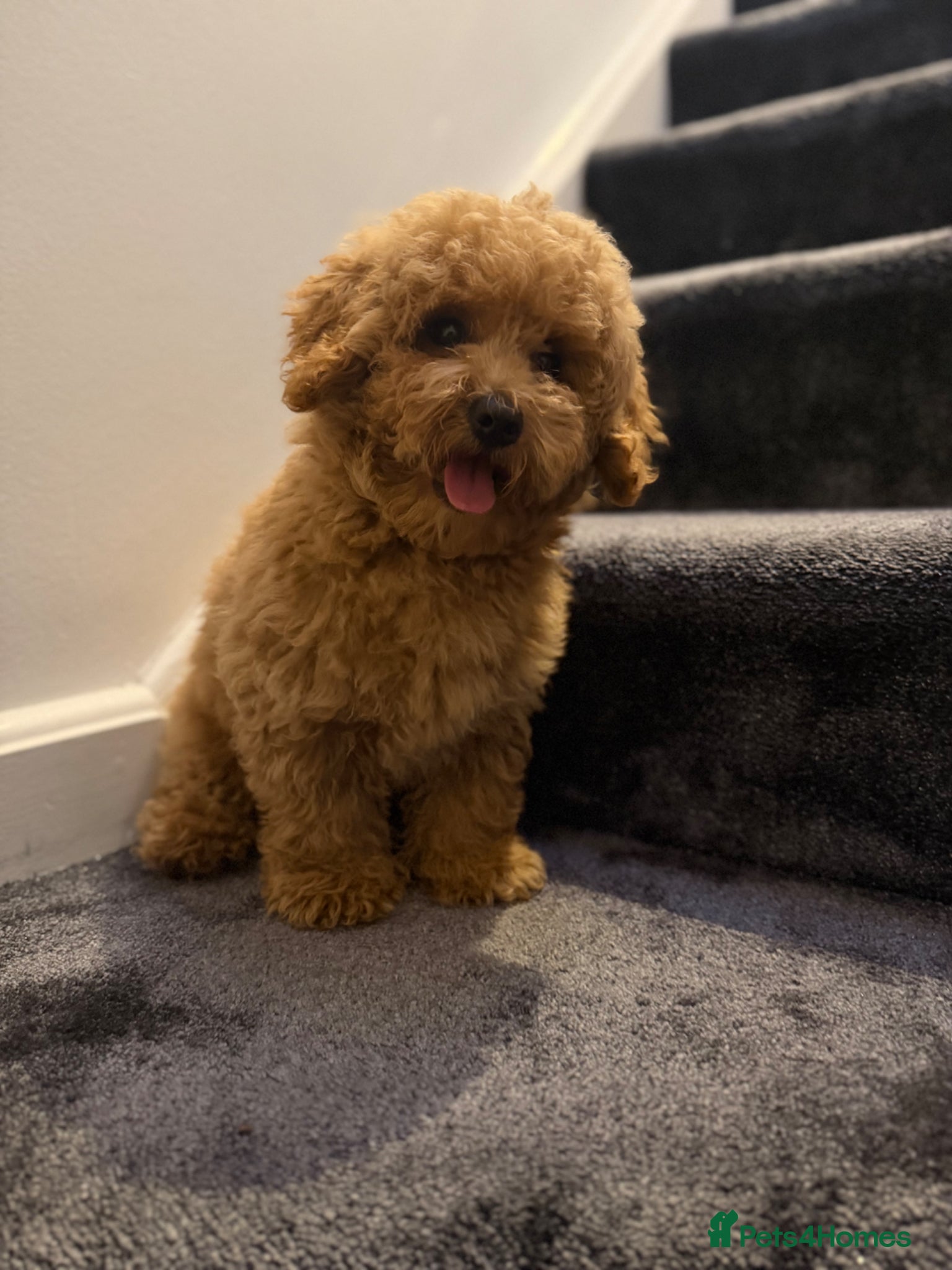 Maltipoo dogs for sale: Beautiful Red Maltipoo puppies for sale  - Advert 1
