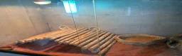 Bearded Dragon reptiles for sale: Bearded dragons  - Advert 2