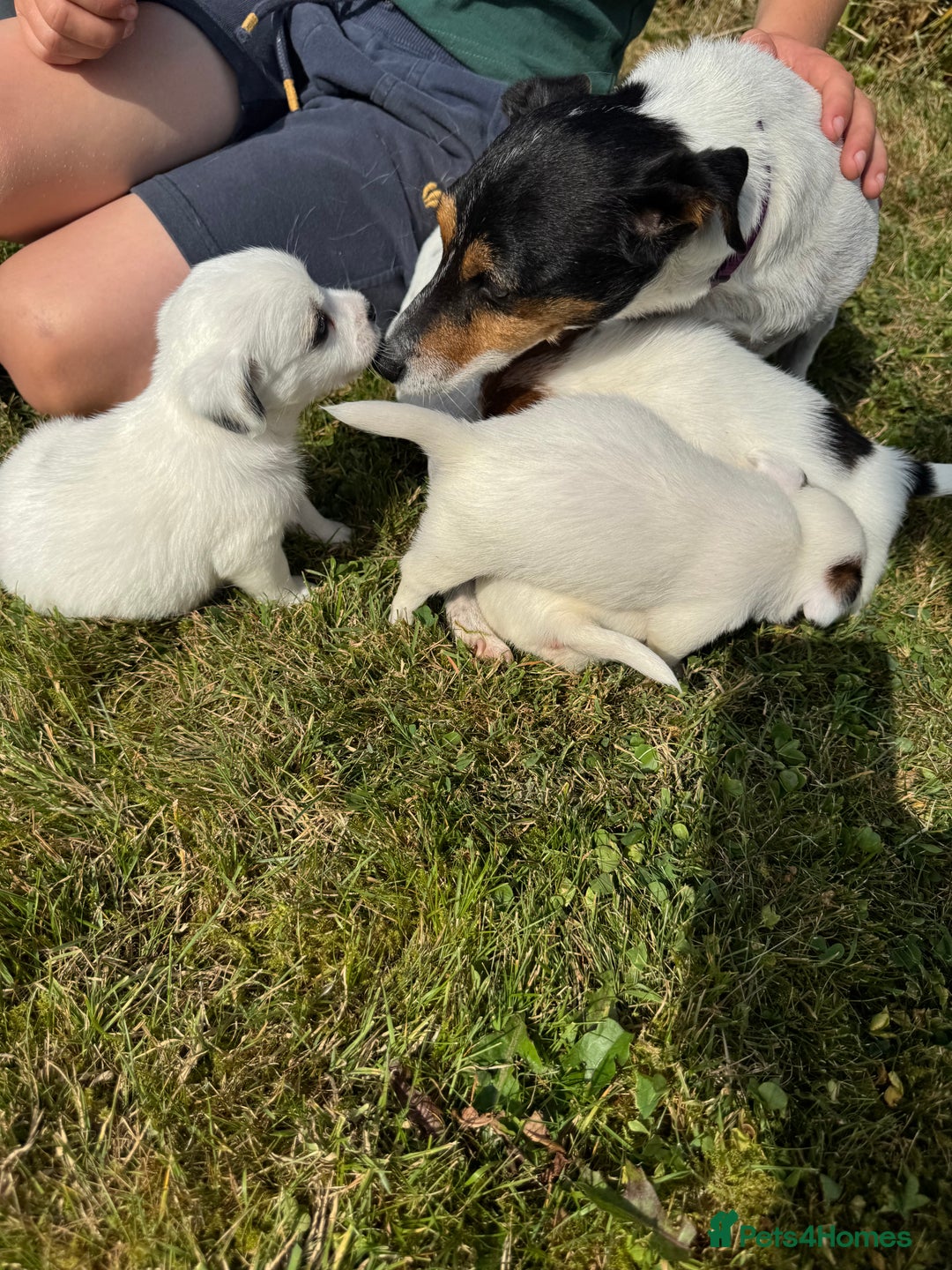 Jack Russell dogs for sale: Pedigree Jack Russell Puppies  - Image 13