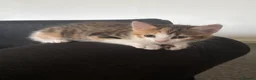 Domestic Shorthair cats for sale: 4 kittens for sale  - Advert 3