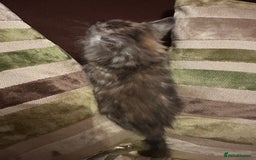 Mixed Breed cats for sale: Stunning fluffy and short haired ready now  - Image 20
