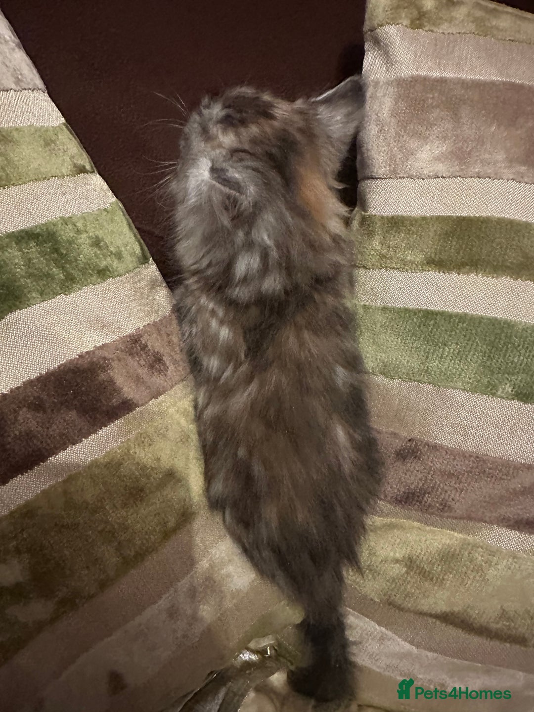 Mixed Breed cats for sale: Stunning fluffy and short haired ready now  - Image 20