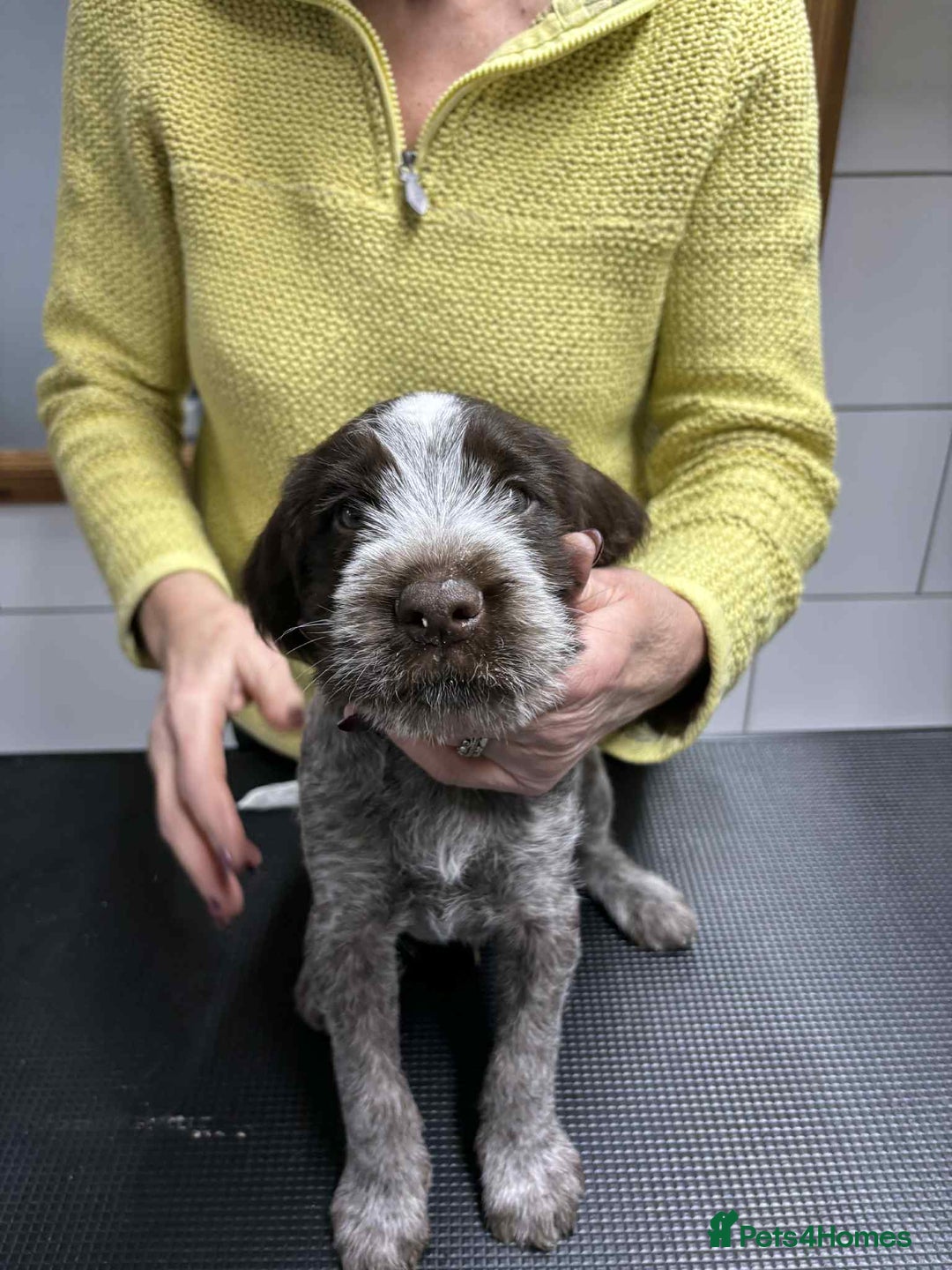 German Wirehaired Pointer dogs for sale: Stunning litter of German Wirehaired Pointers  - Advert 28