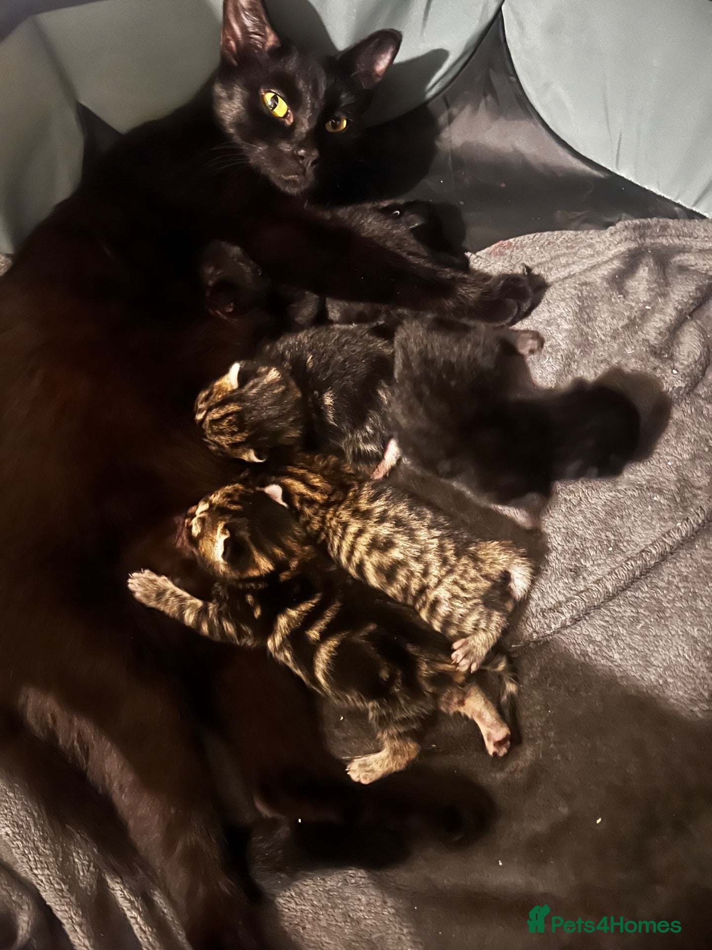Mixed Breed cats AFFECTIONATE KITTENS ! READY FOR NEW HOME - Advert 1