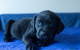 Labrador Retriever dogs for sale: Adorable Labrador Retriever Puppies  🐶💛 - Image 16