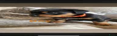 Rottweiler 1