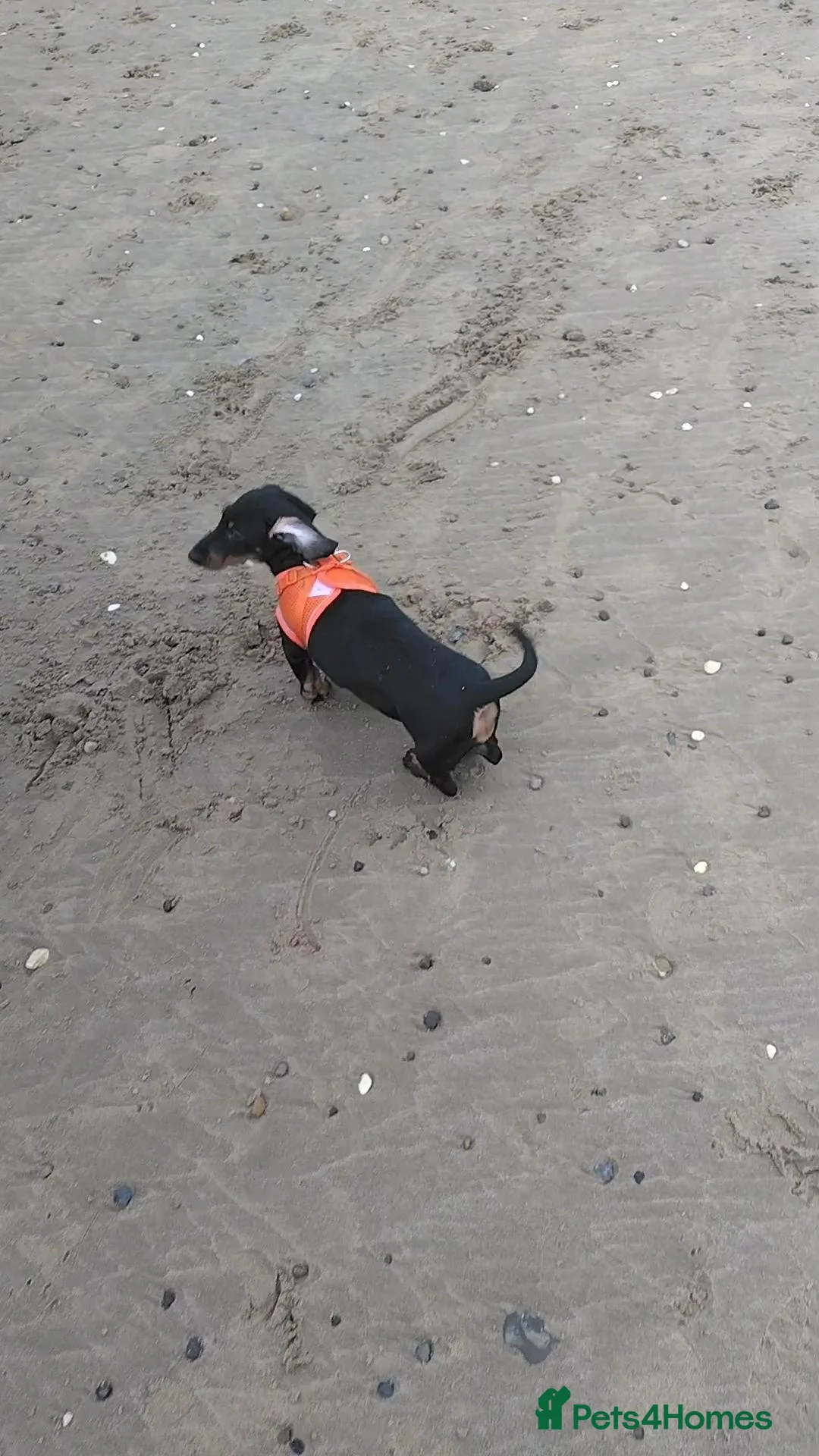 Dachshund dogs for sale: Little dictator Nelly - Advert 2
