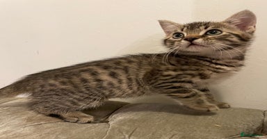 Mixed Breed cats - Advert 8