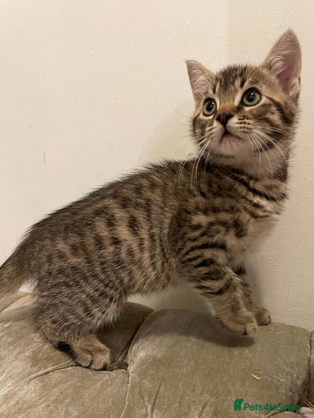 Mixed Breed cats for sale: kittens ready now  - Image 2