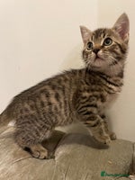 Mixed Breed cats - Advert 3