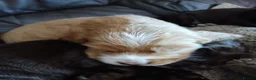 Cocker Spaniel dogs for sale: Show x working Cocker spaniel puppies Liver/golden - Advert 7